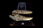 Huge Prognathodon mosasaur skull 133 cm