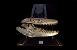 Huge Prognathodon mosasaur skull 133 cm