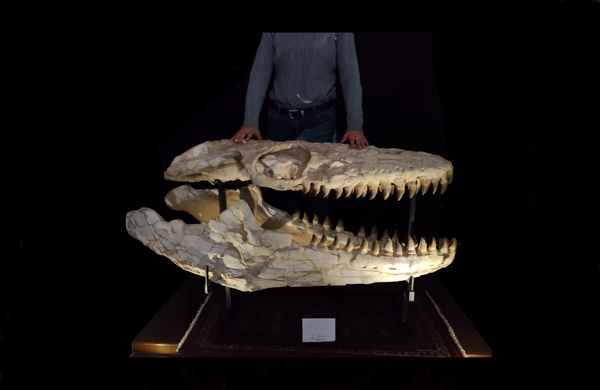 Huge Prognathodon mosasaur skull 133 cm – Paleolabfossils