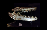 Huge Prognathodon mosasaur skull 133 cm