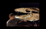 Huge Prognathodon mosasaur skull 133 cm