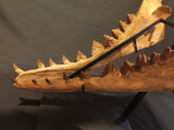 Incredilble quality Basilosaurus skull