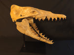 Incredilble quality Basilosaurus skull