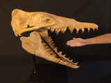 Incredilble quality Basilosaurus skull