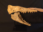 Incredilble quality Basilosaurus skull