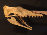 Incredilble quality Basilosaurus skull