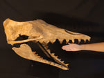 Incredilble quality Basilosaurus skull