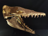 Incredilble quality Basilosaurus skull