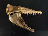 Incredilble quality Basilosaurus skull