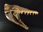 Incredilble quality Basilosaurus skull