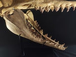 Incredilble quality Basilosaurus skull