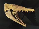 Incredilble quality Basilosaurus skull