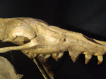 Incredilble quality Basilosaurus skull