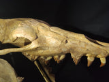 Incredilble quality Basilosaurus skull