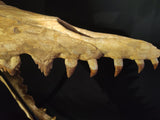 Incredilble quality Basilosaurus skull