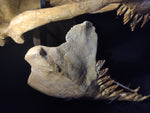 Incredilble quality Basilosaurus skull