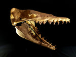 Incredilble quality Basilosaurus skull