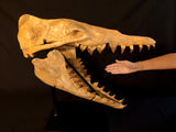 Incredilble quality Basilosaurus skull