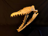 Incredilble quality Basilosaurus skull