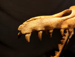 Incredilble quality Basilosaurus skull