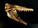 Incredilble quality Basilosaurus skull