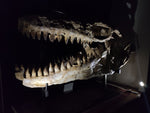 Huge Prognathodon mosasaur skull 133 cm