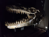 Huge Prognathodon mosasaur skull 133 cm