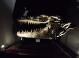 Huge Prognathodon mosasaur skull 133 cm