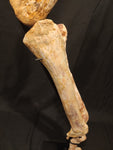 Ultra rare Spinosaurus Aegyptiacus complete leg with stand