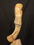 Ultra rare Spinosaurus Aegyptiacus complete leg with stand