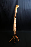 Ultra rare Spinosaurus Aegyptiacus complete leg with stand