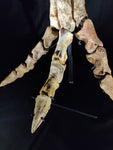 Ultra rare Spinosaurus Aegyptiacus complete leg with stand