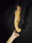 Ultra rare Spinosaurus Aegyptiacus complete leg with stand