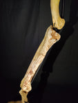 Ultra rare Spinosaurus Aegyptiacus complete leg with stand