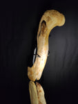 Ultra rare Spinosaurus Aegyptiacus complete leg with stand