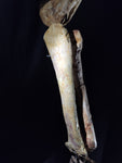 Ultra rare Spinosaurus Aegyptiacus complete leg with stand