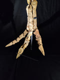 Ultra rare Spinosaurus Aegyptiacus complete leg with stand