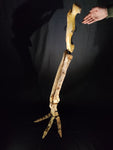 Ultra rare Spinosaurus Aegyptiacus complete leg with stand