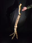 Ultra rare Spinosaurus Aegyptiacus complete leg with stand