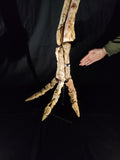 Ultra rare Spinosaurus Aegyptiacus complete leg with stand