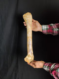 Ultra rare Spinosaurus Aegyptiacus complete leg with stand