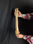 Ultra rare Spinosaurus Aegyptiacus complete leg with stand