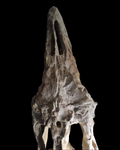 Huge Prognathodon mosasaur skull 133 cm