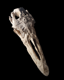 Huge Prognathodon mosasaur skull 133 cm