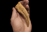 Gem quality Spinosaurus finger with stand