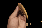 Gem quality Spinosaurus finger with stand