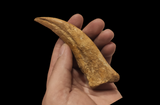 Gem quality Spinosaurus finger with stand