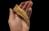 Gem quality Spinosaurus finger with stand