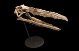 Extremely rare Odontopteryx skull