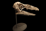 Extremely rare Odontopteryx skull